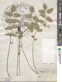 Sanguisorba officinalis image