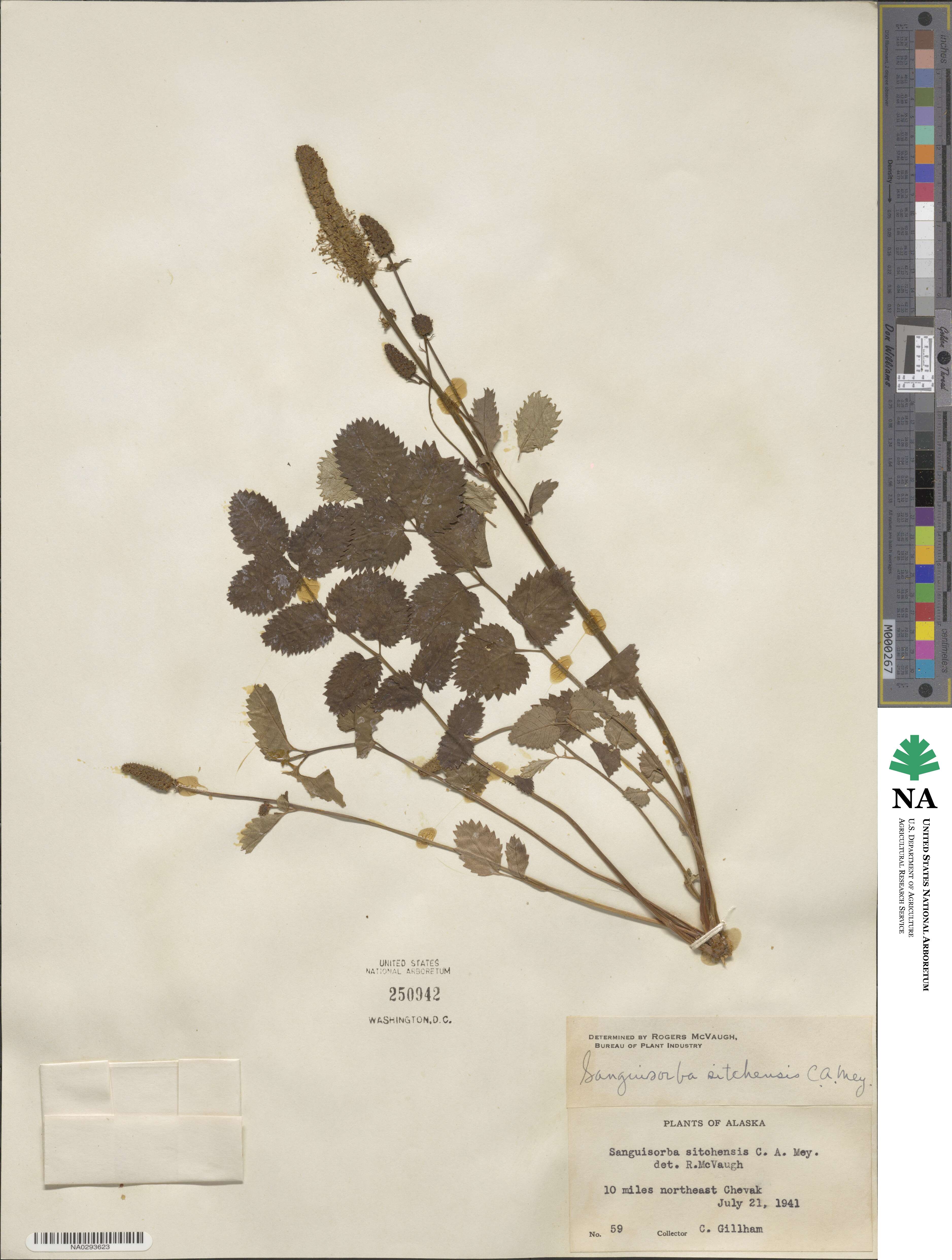 Sanguisorba canadensis image