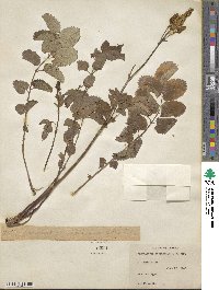 Sanguisorba canadensis image