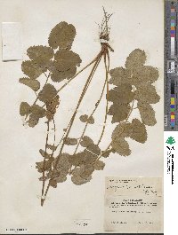 Sanguisorba canadensis image