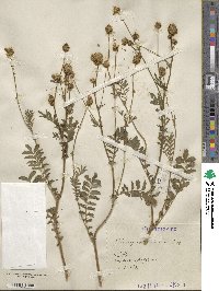 Poterium sanguisorba image