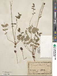 Sanguisorba officinalis image