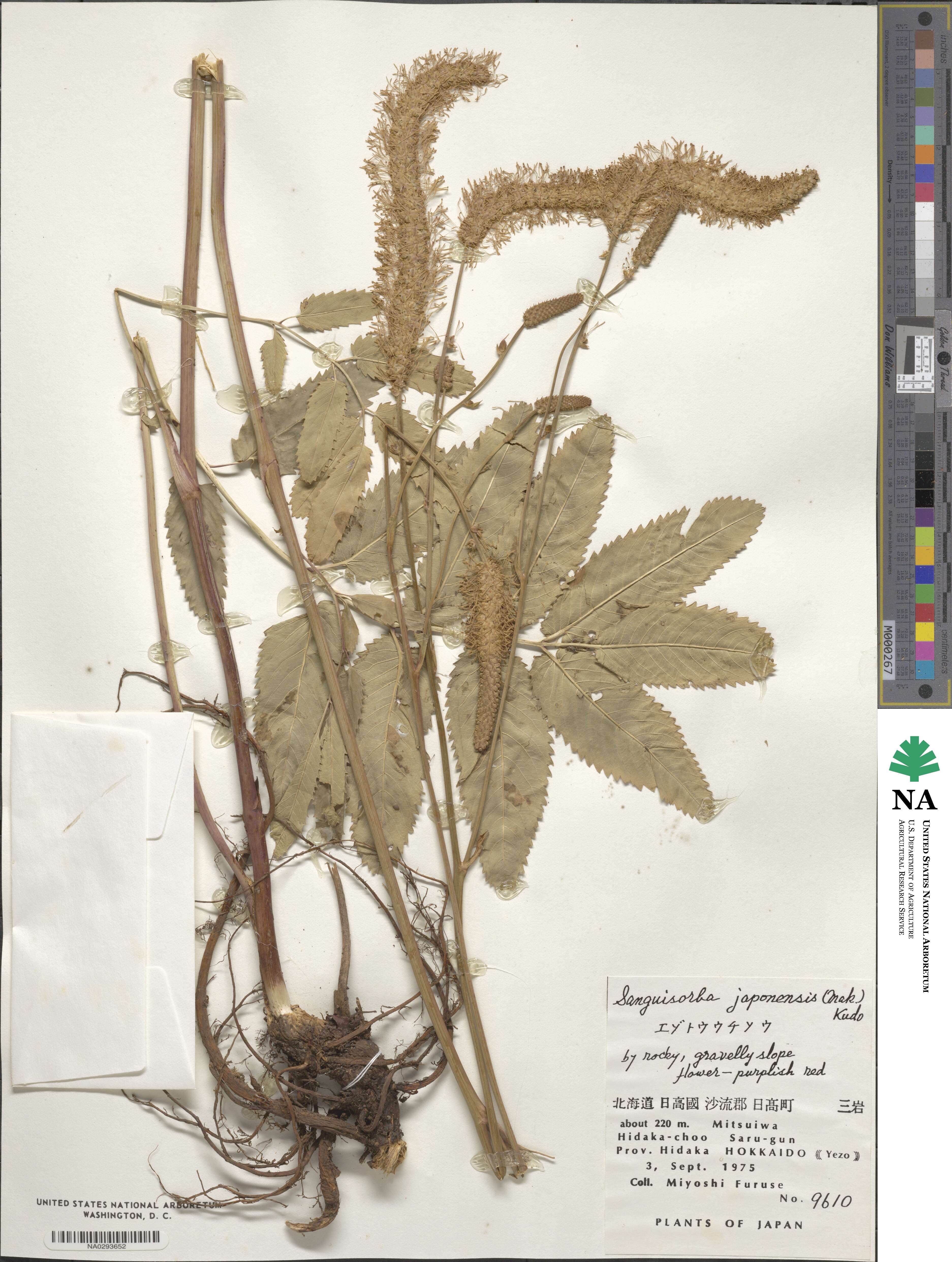 Sanguisorba japonensis image