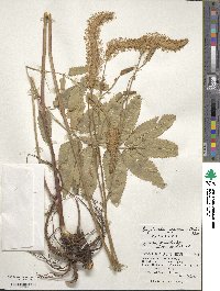 Sanguisorba japonensis image