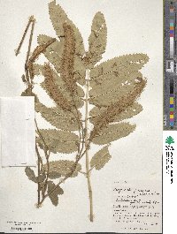 Sanguisorba japonensis image