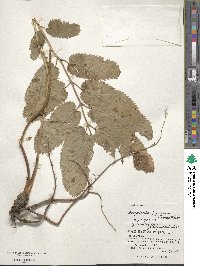 Sanguisorba japonensis image