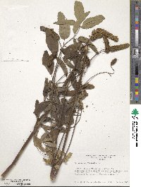 Sanguisorba officinalis image