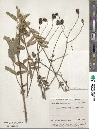 Sanguisorba officinalis image