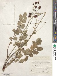 Sanguisorba officinalis image