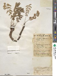 Sanguisorba officinalis image