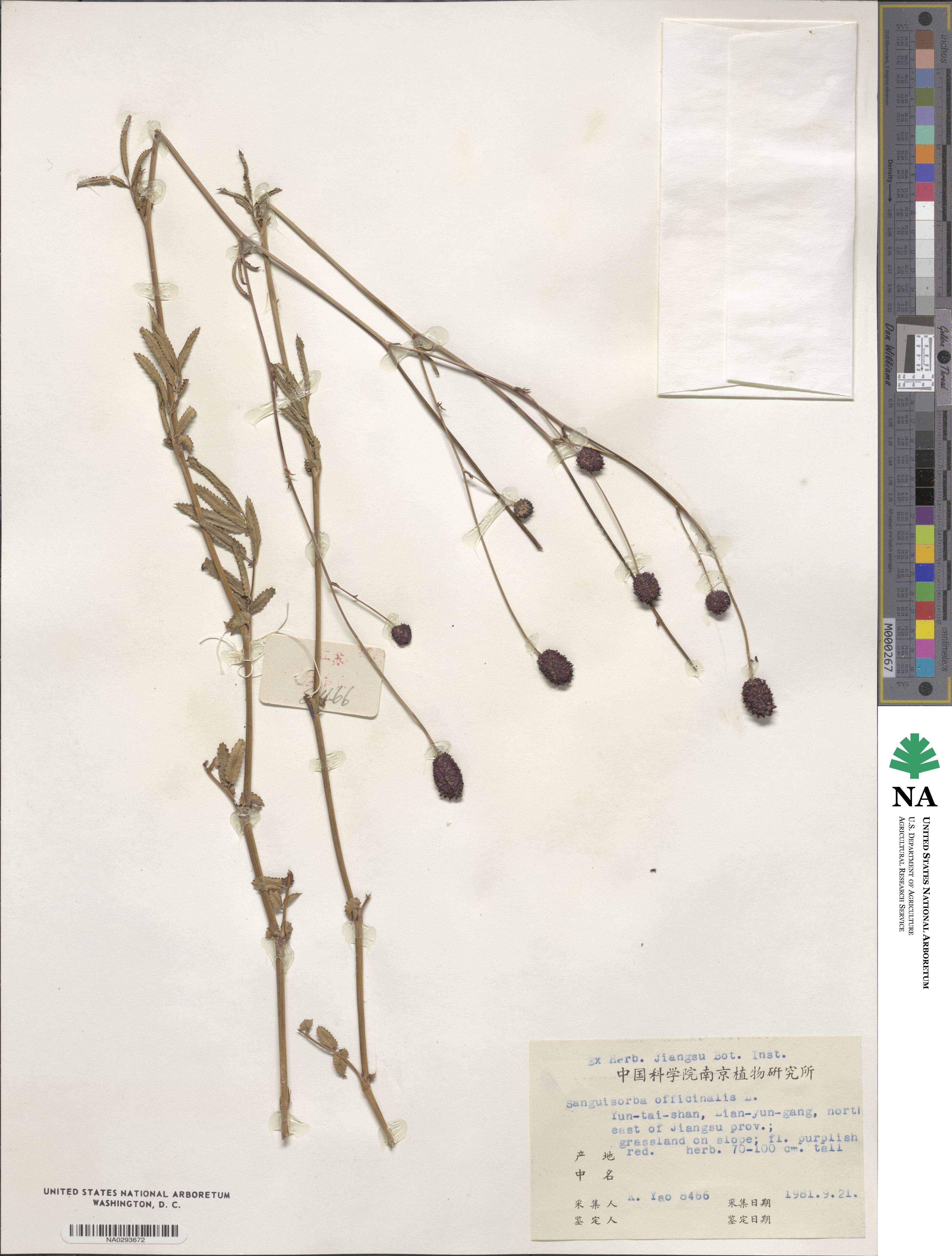 Sanguisorba image