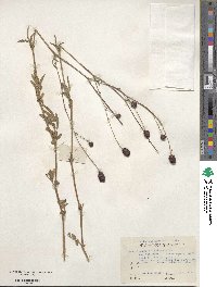 Sanguisorba officinalis image