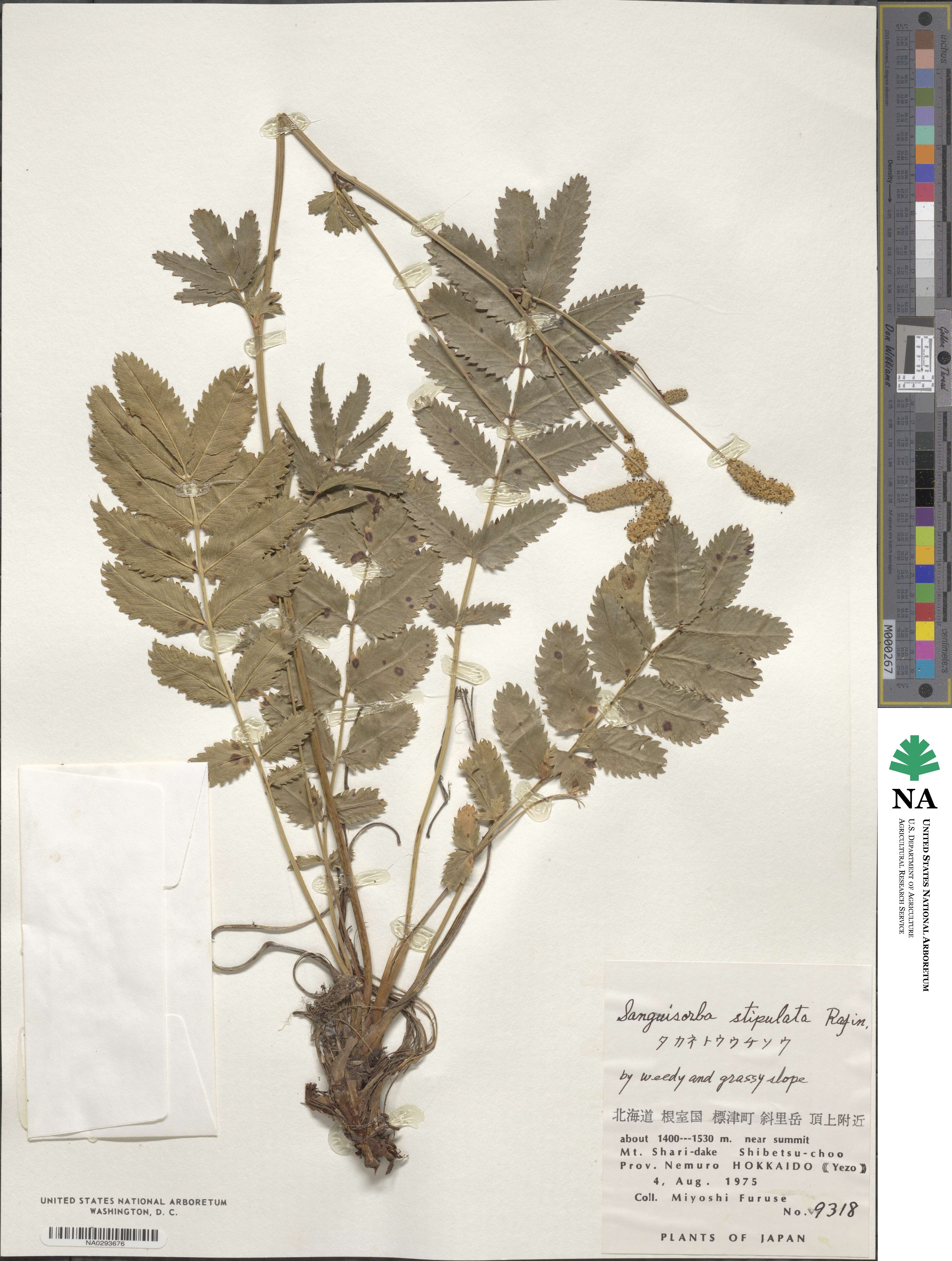 Sanguisorba canadensis image