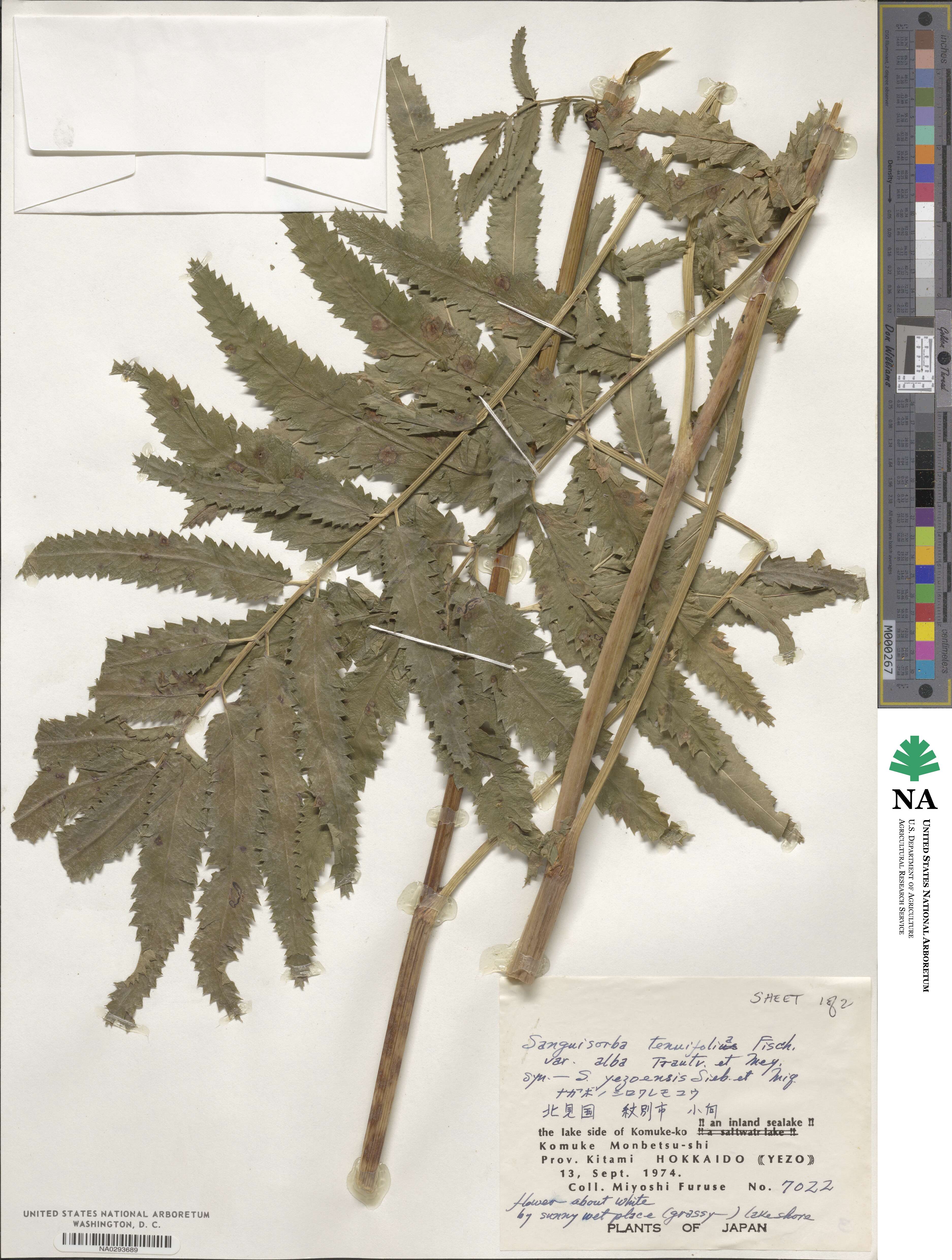 Poterium tenuifolium image