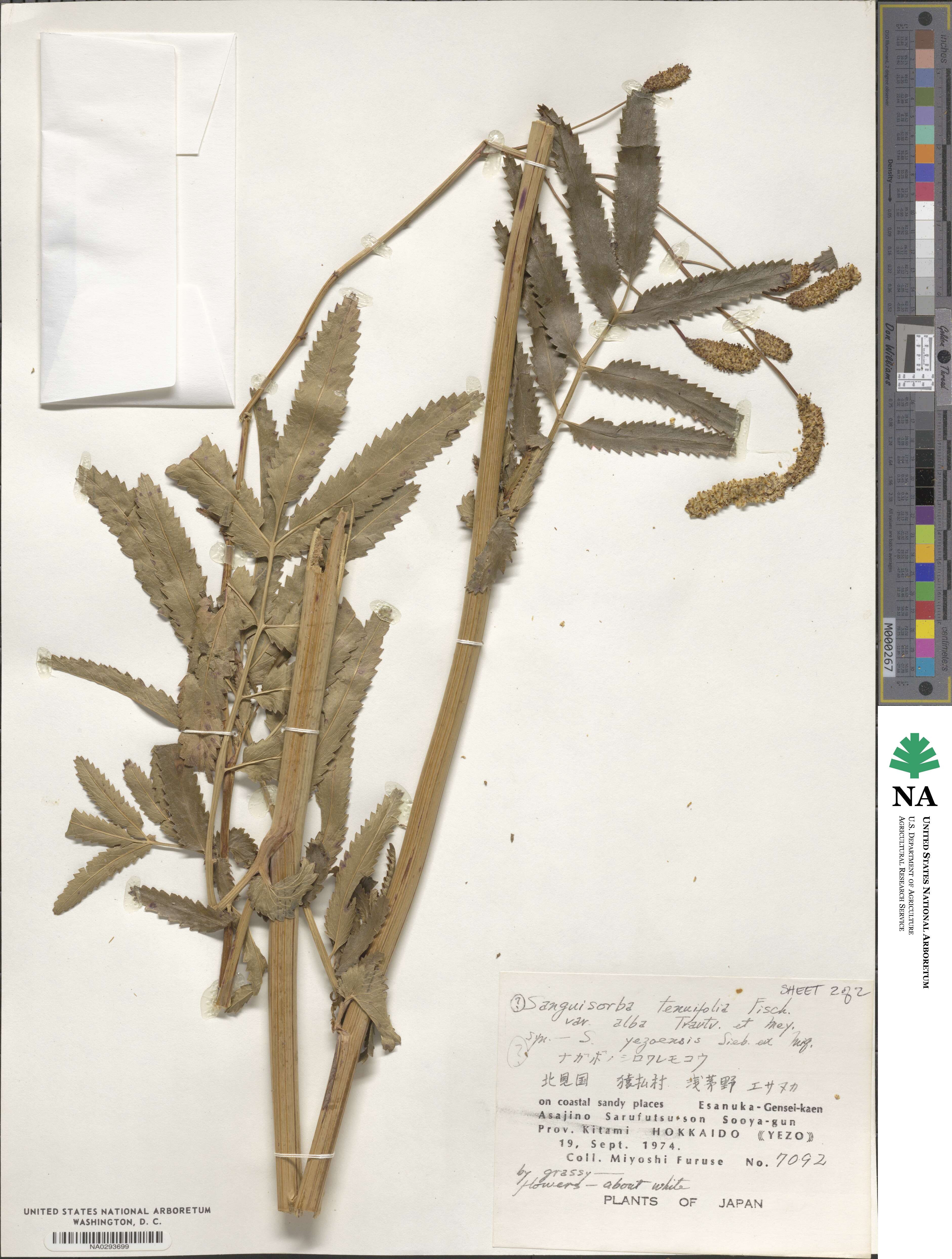 Poterium tenuifolium image