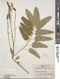 Sanguisorba canadensis image