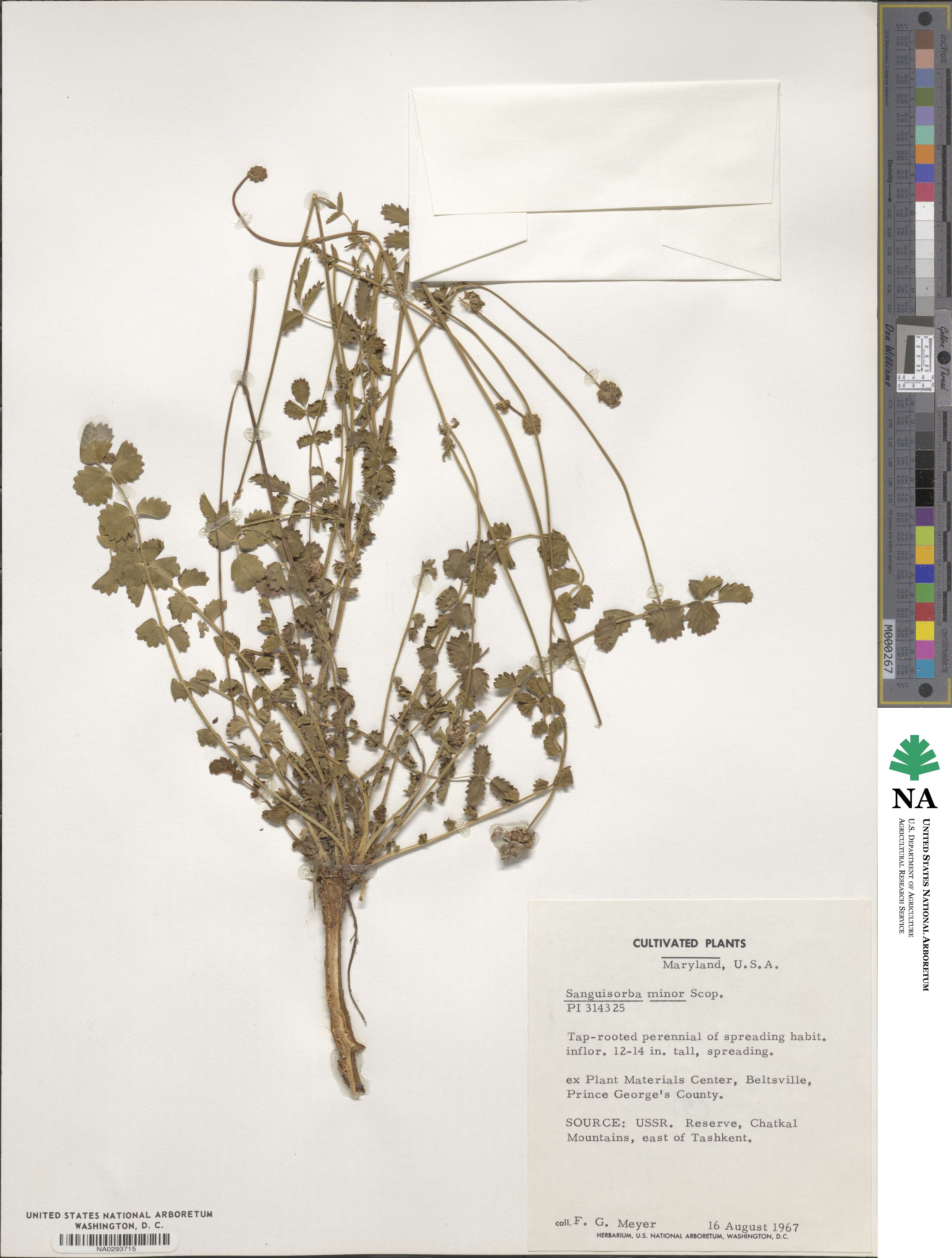 Poterium sanguisorba subsp. sanguisorba image