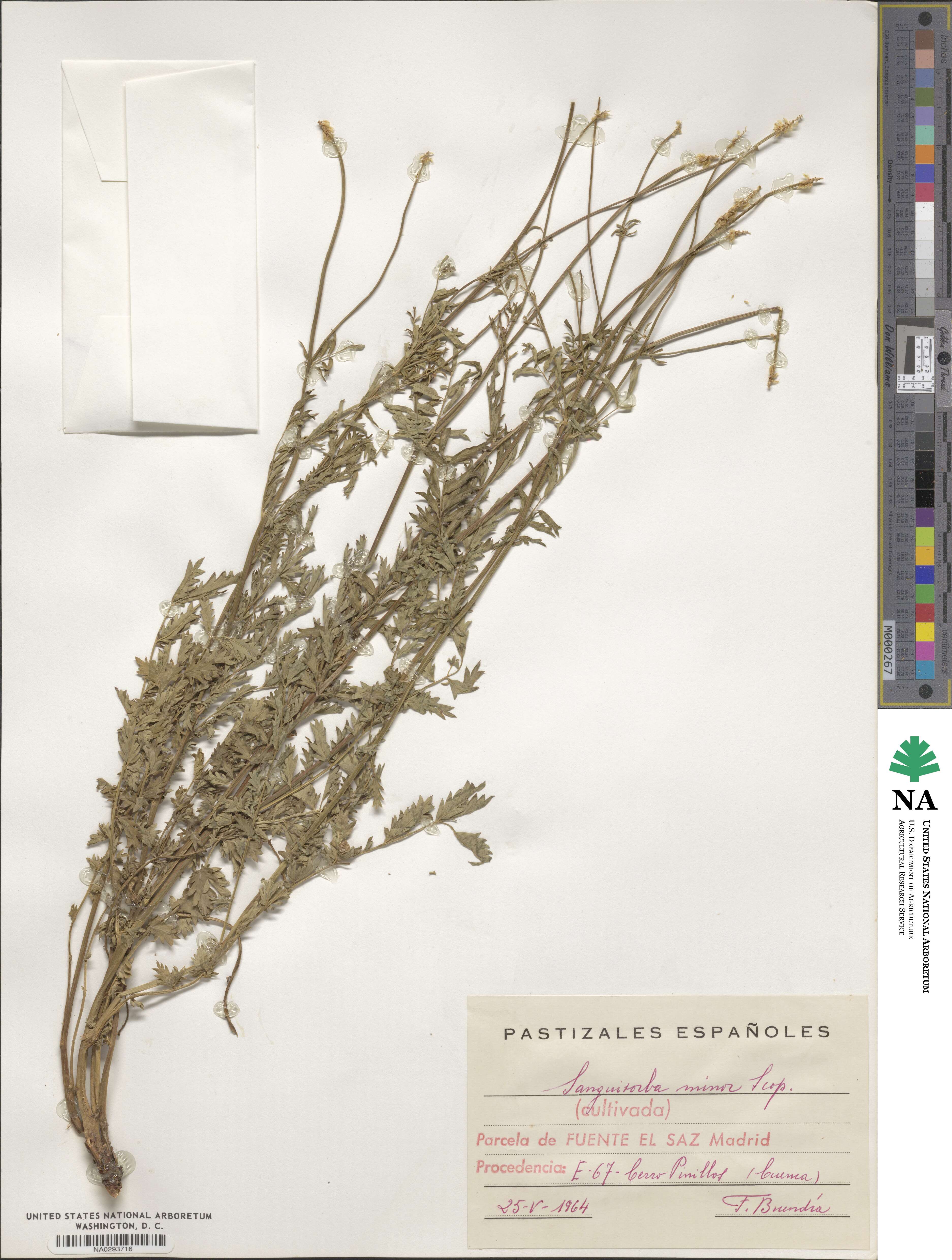 Poterium sanguisorba image