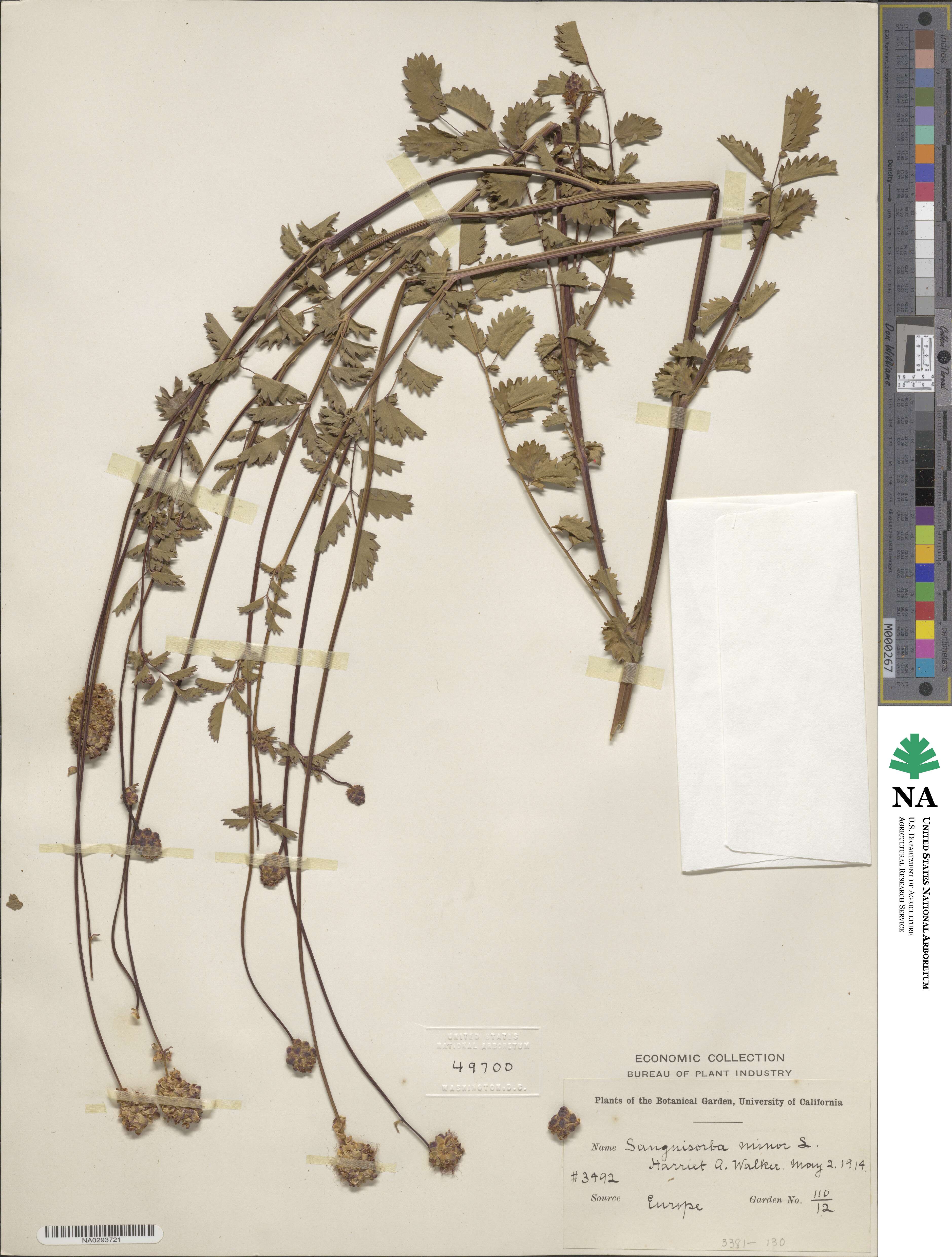 Poterium image