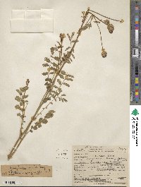 Poterium sanguisorba subsp. sanguisorba image