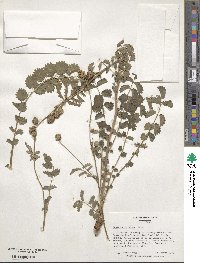 Poterium sanguisorba subsp. sanguisorba image