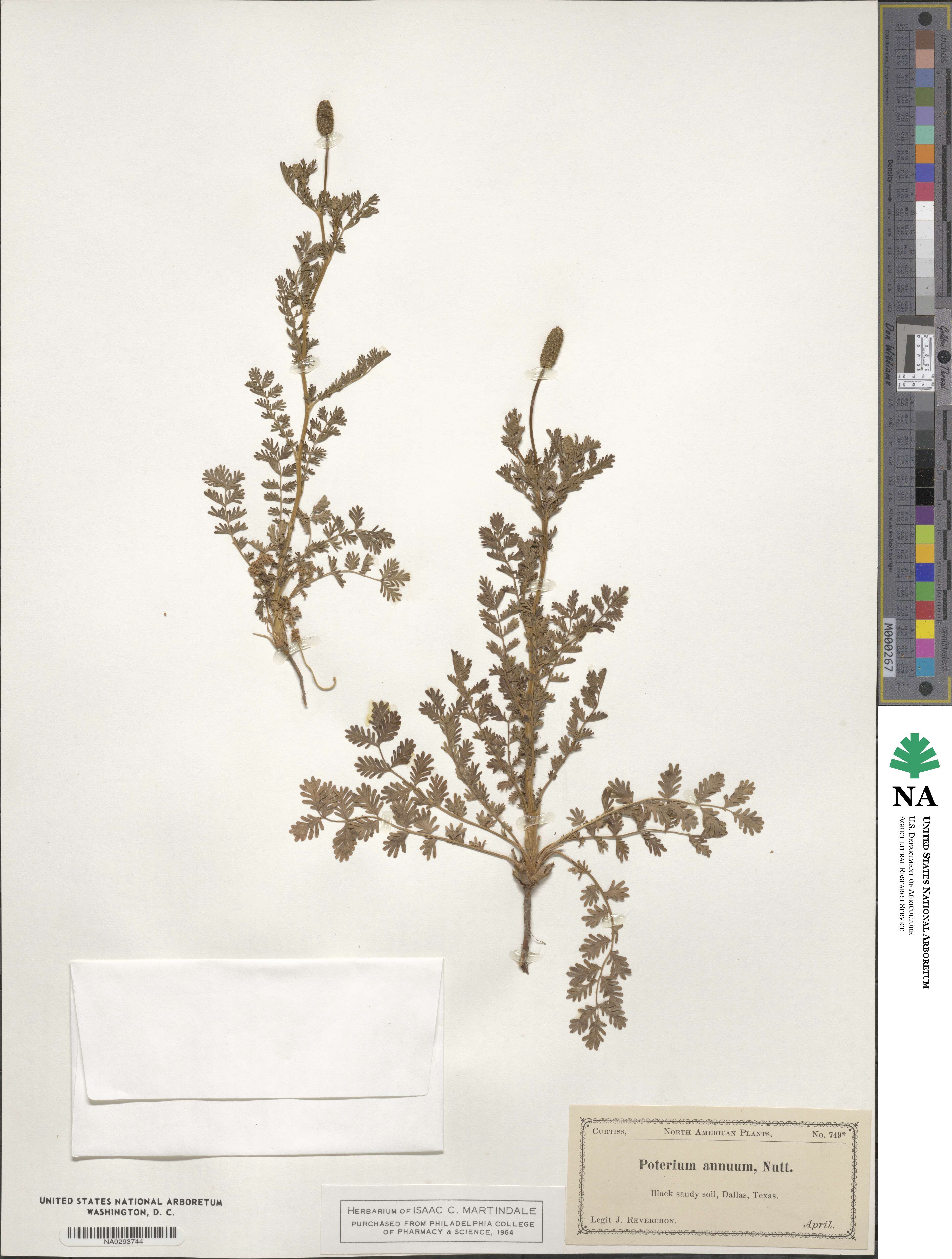 Poteridium annuum image