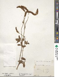 Sanguisorba canadensis image