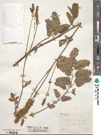 Sanguisorba canadensis image