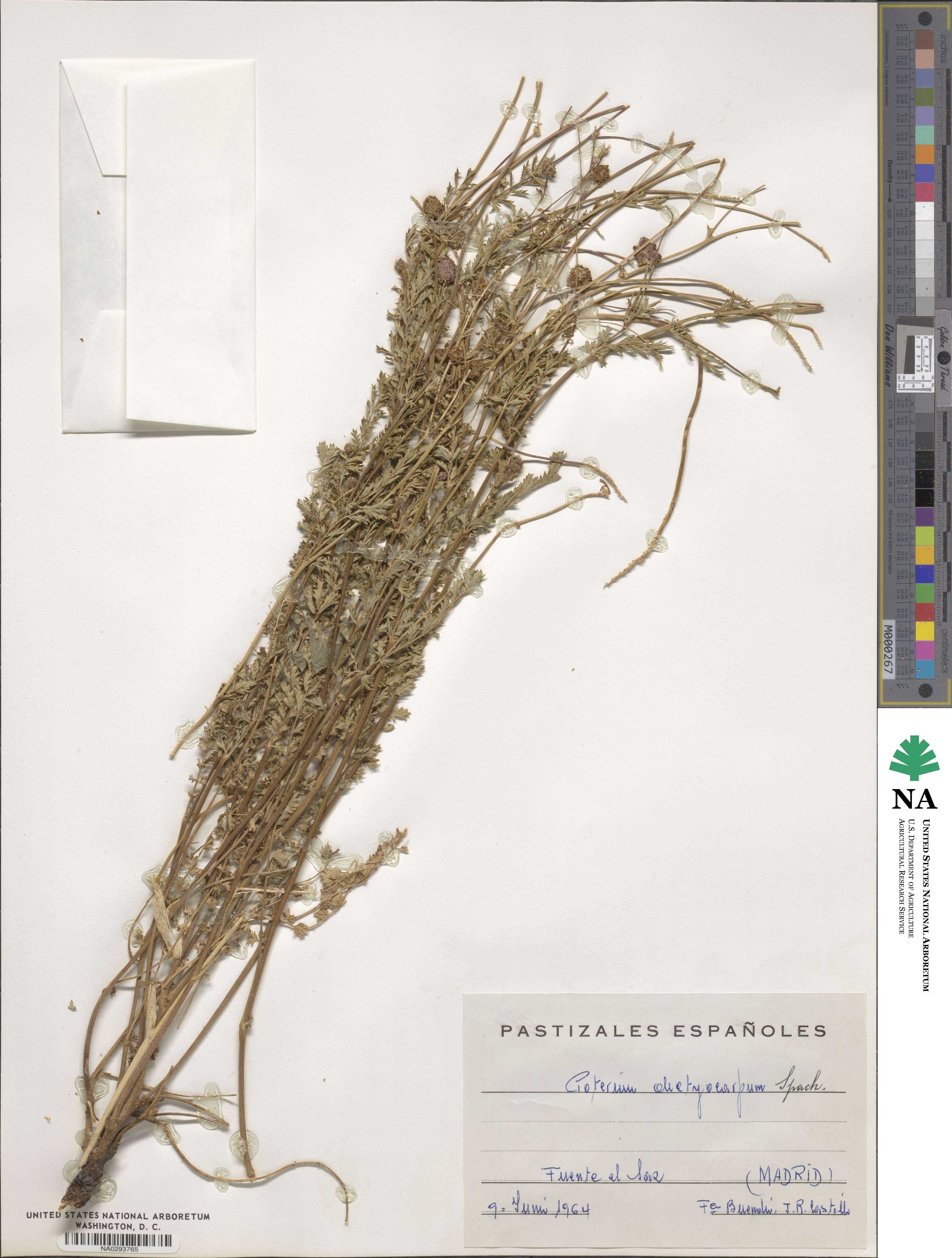 Poterium dictyocarpum image