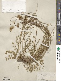 Poterium verrucosum image