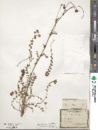 Poterium verrucosum image