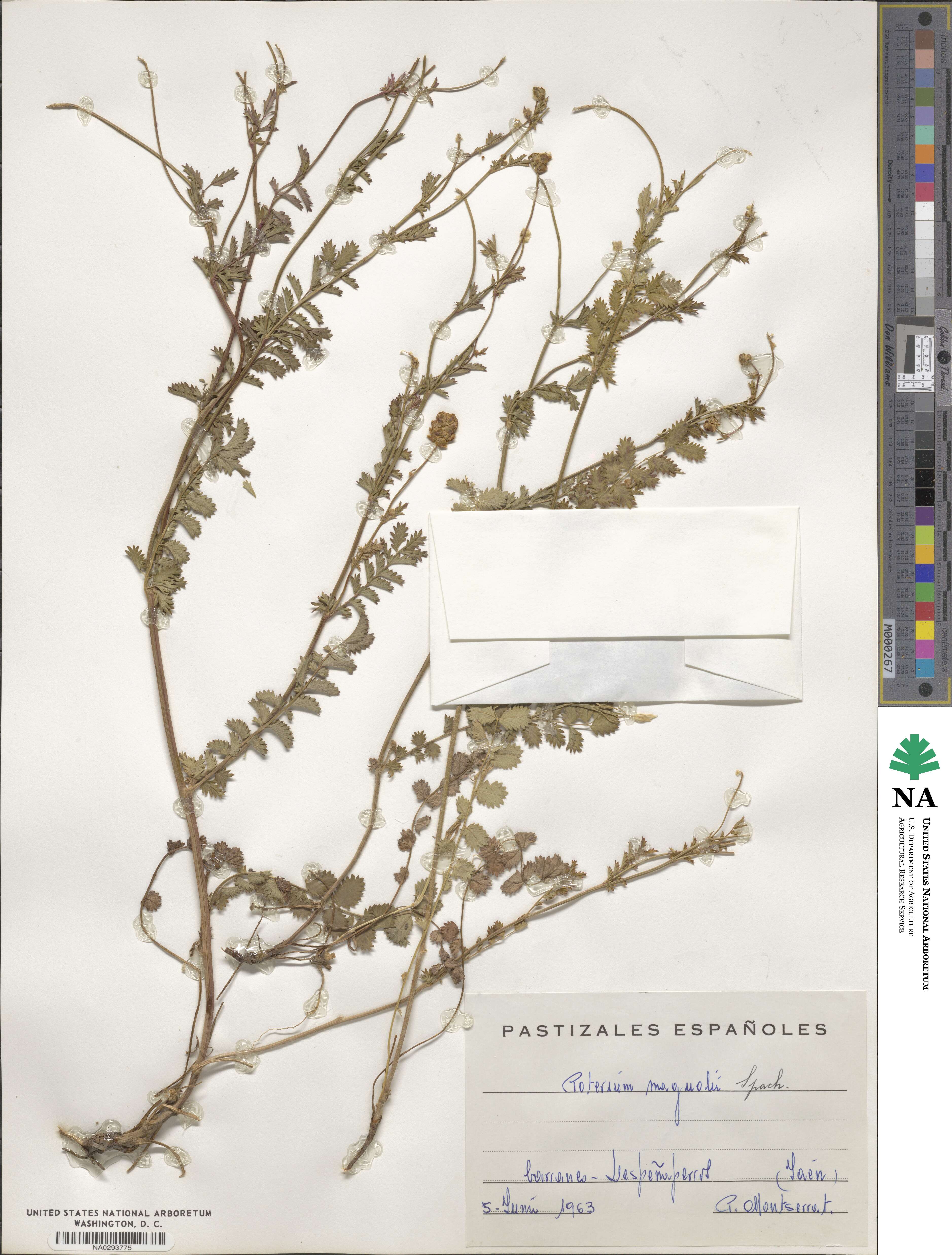 Poterium verrucosum image