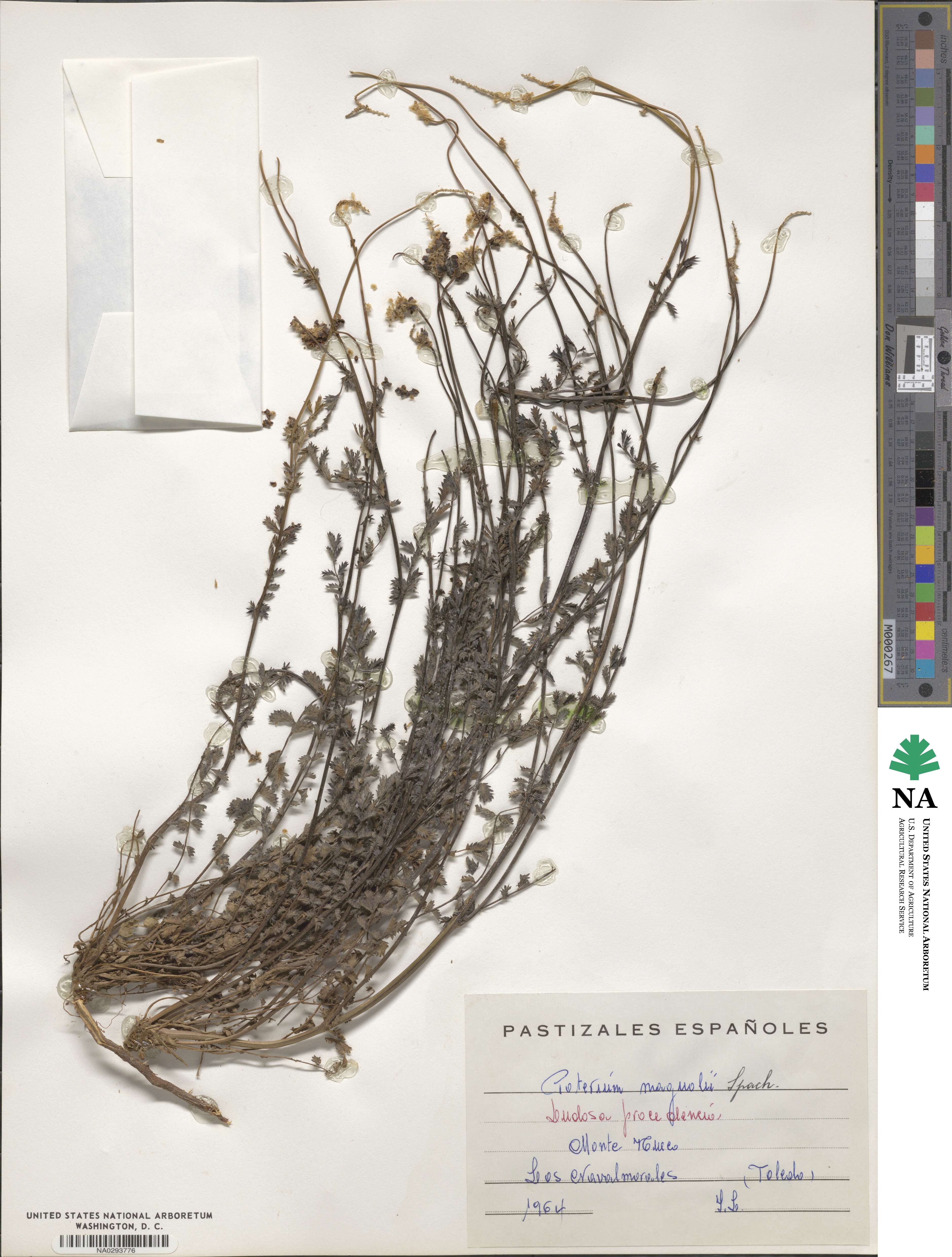 Poterium verrucosum image