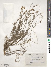 Poterium sanguisorba subsp. polygamum image