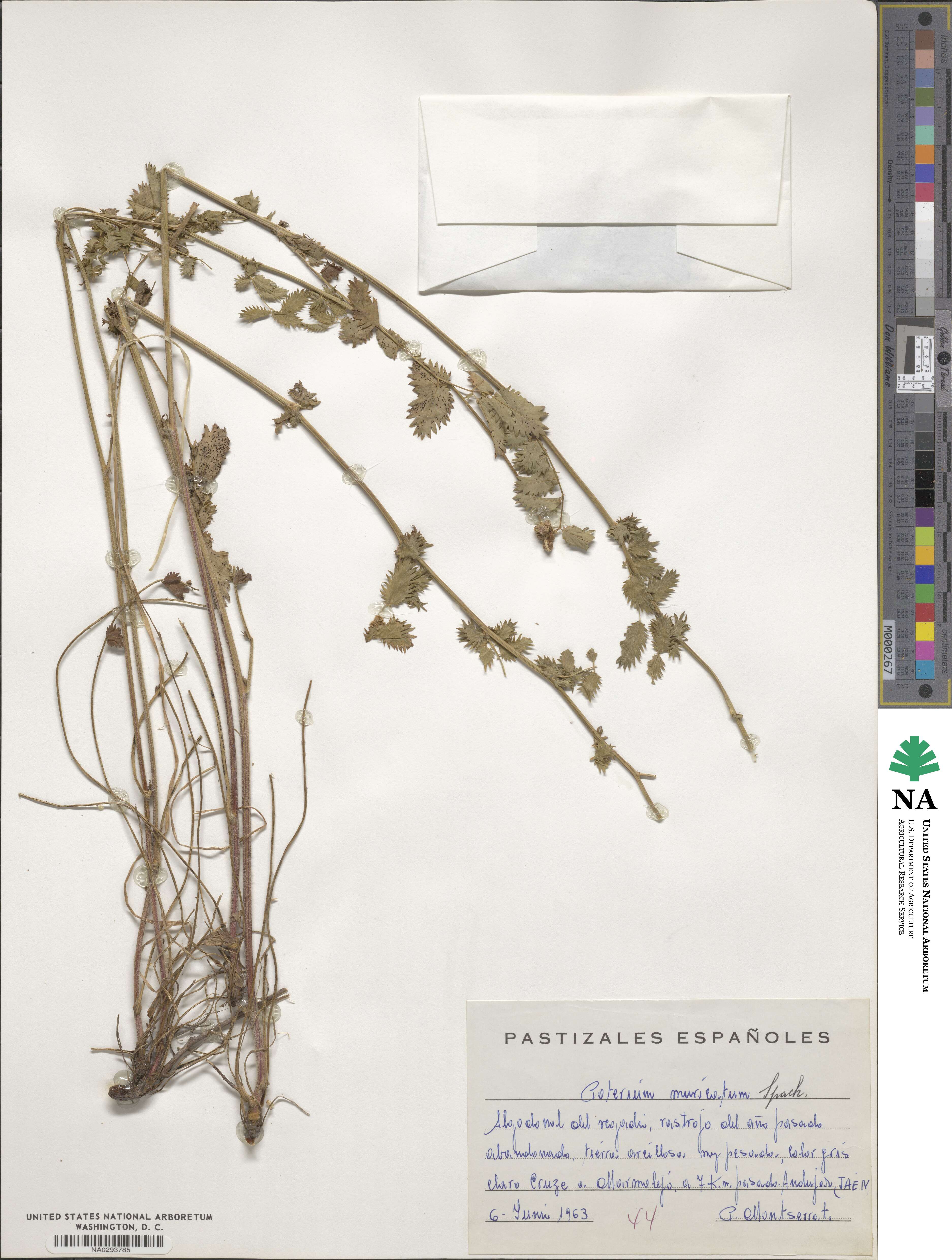 Poterium sanguisorba subsp. polygamum image