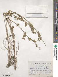 Poterium sanguisorba subsp. polygamum image