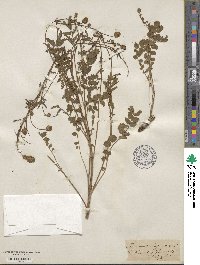 Poterium sanguisorba image