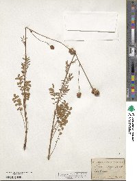 Poterium sanguisorba image