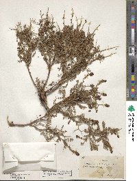 Sarcopoterium spinosum image