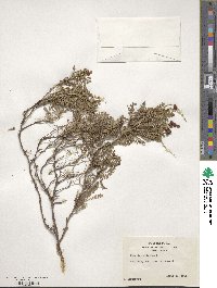 Sarcopoterium spinosum image