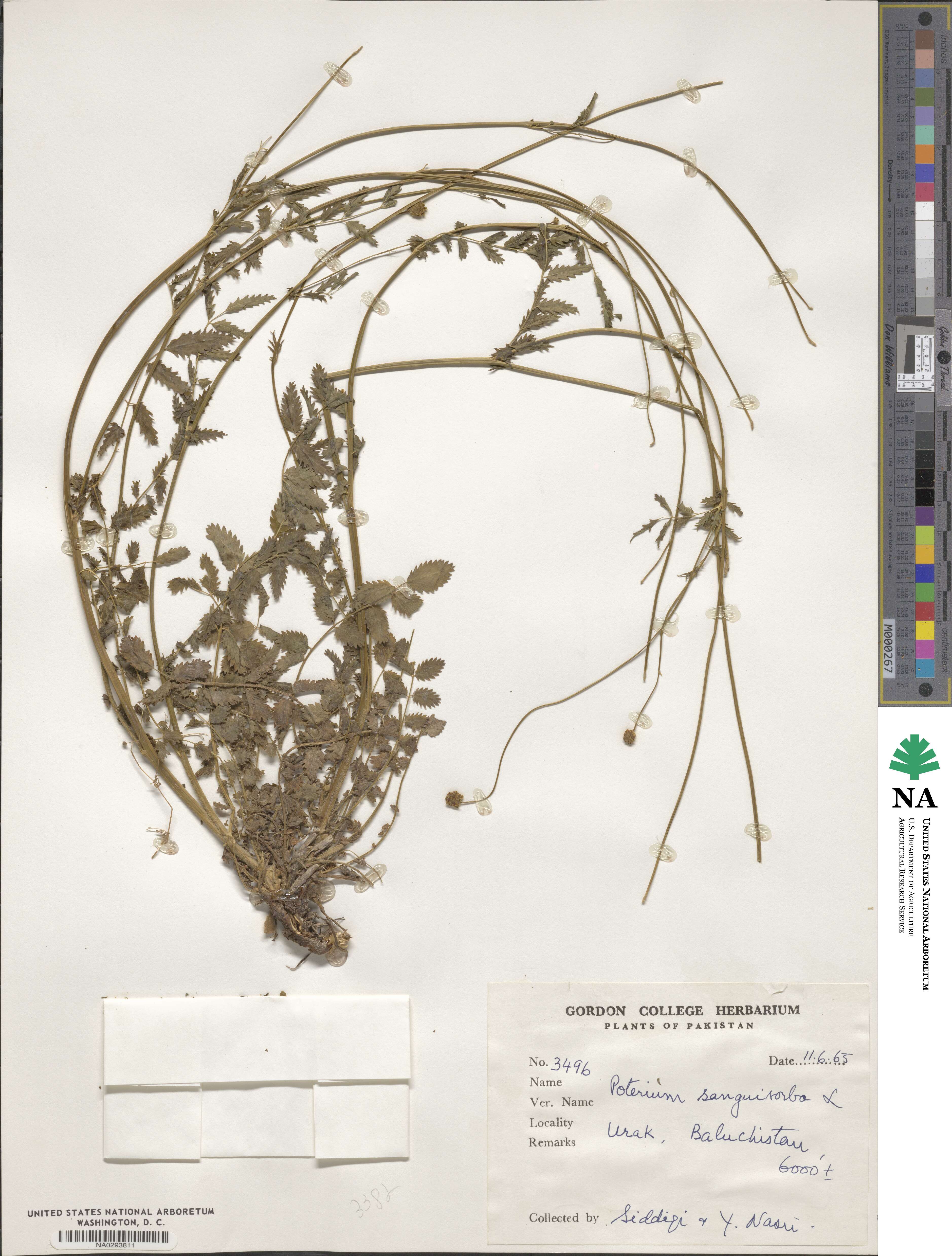 Poterium sanguisorba subsp. vestita image