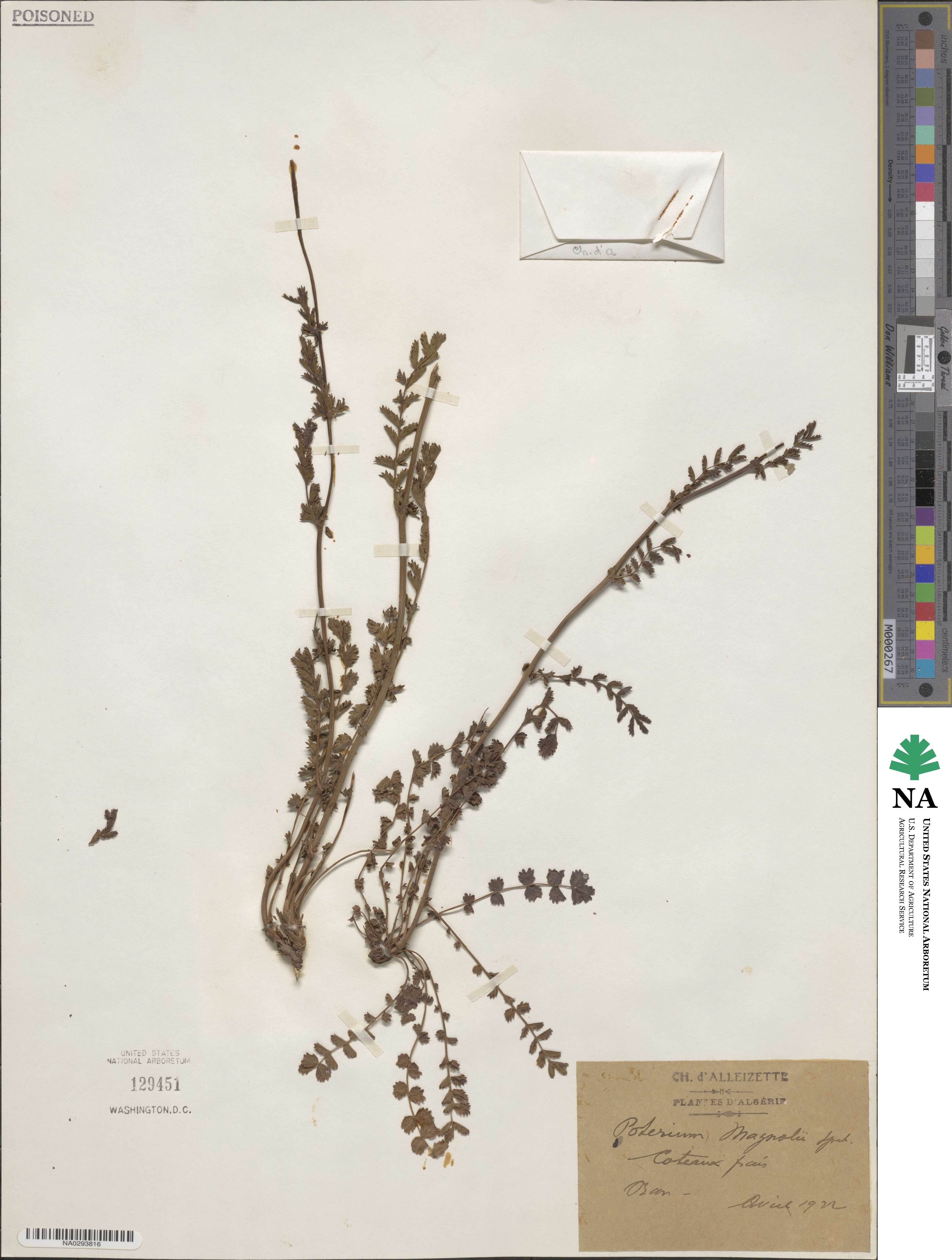 Poterium verrucosum image
