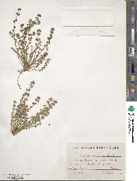 Poterium verrucosum image
