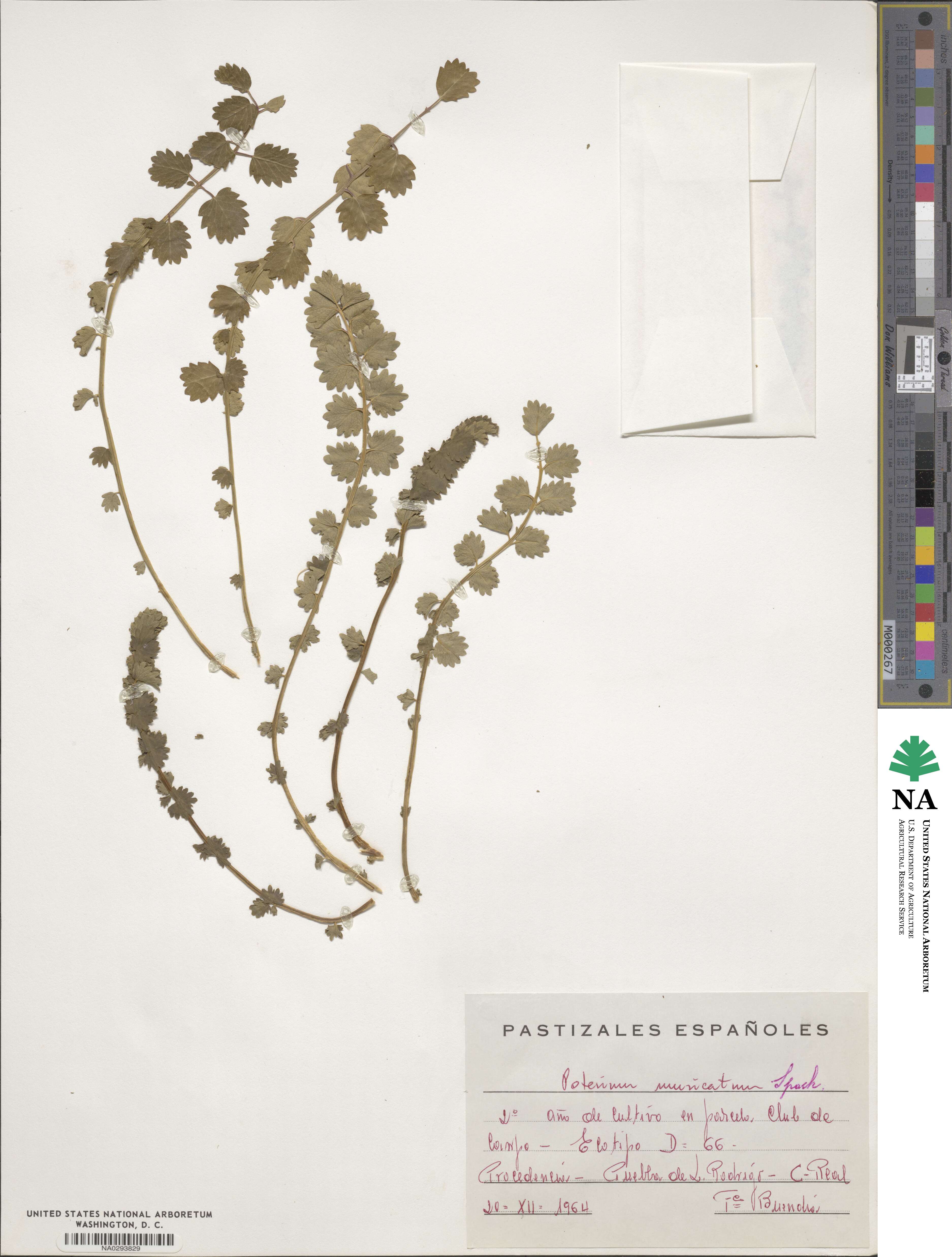 Poterium sanguisorba subsp. polygamum image