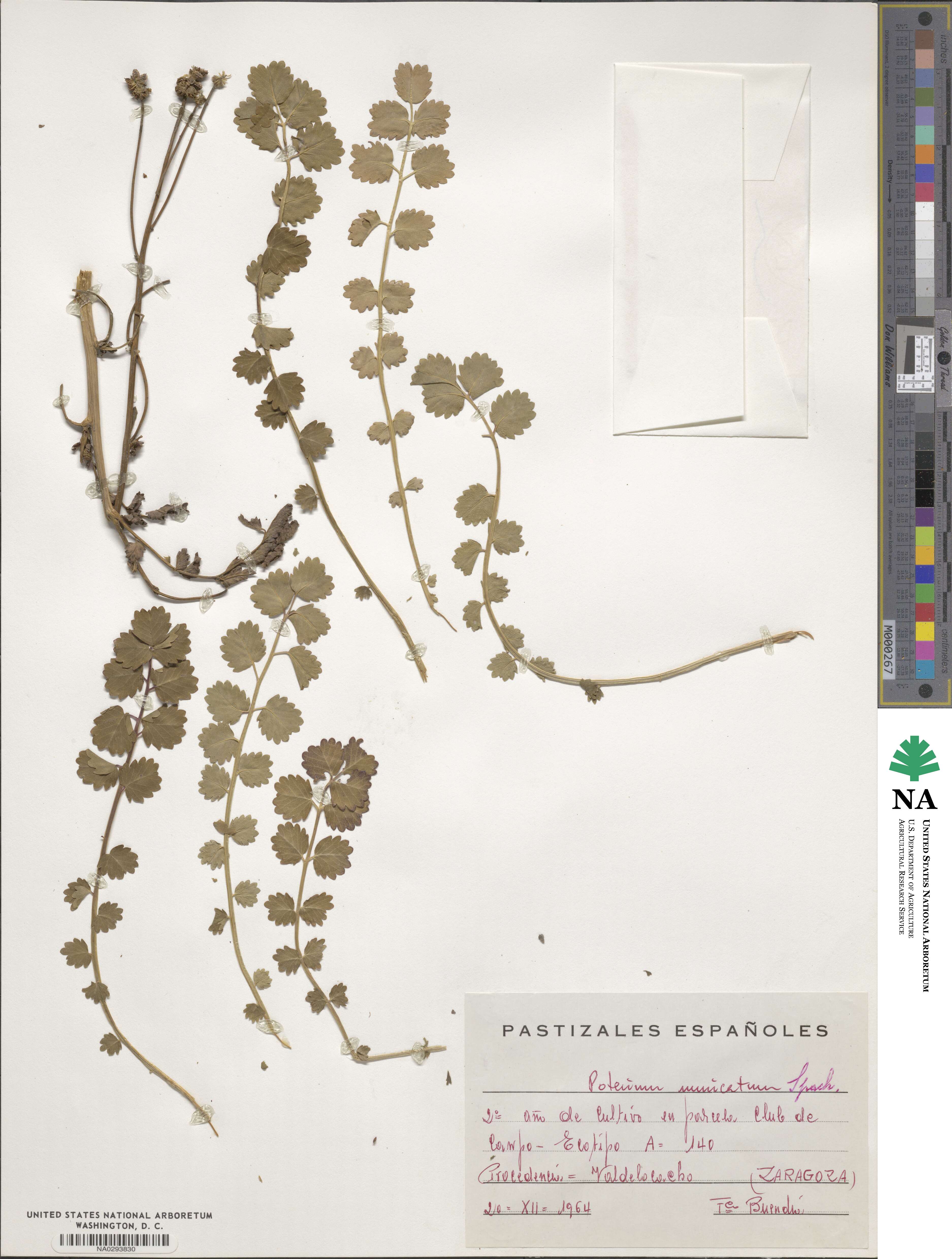 Poterium sanguisorba subsp. polygamum image