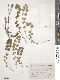 Poterium sanguisorba subsp. polygamum image