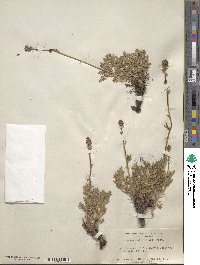 Acaena pinnatifida image