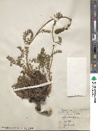Acaena pinnatifida image