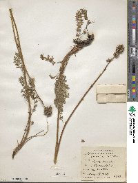 Acaena pinnatifida image