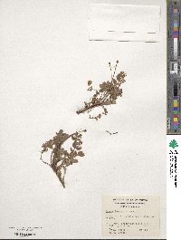 Acaena antarctica image